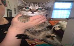 Domestic Shorthair cats for sale: domestic shorthair 26week - Image 4