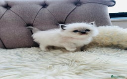 Ragdoll cats for sale: Ragdoll kittens -all reserved😺 - Image 33