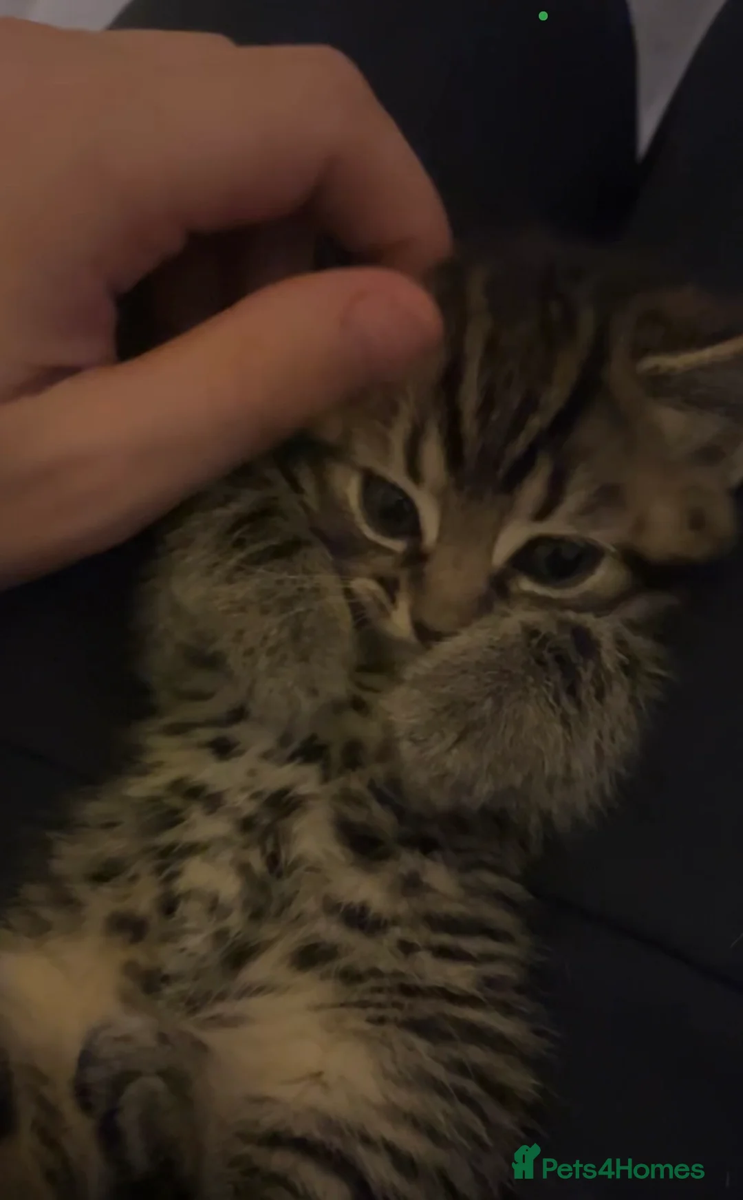 Mixed Breed cats for sale: 5 kittens ready for a happy home  in Coventry - Advert 5