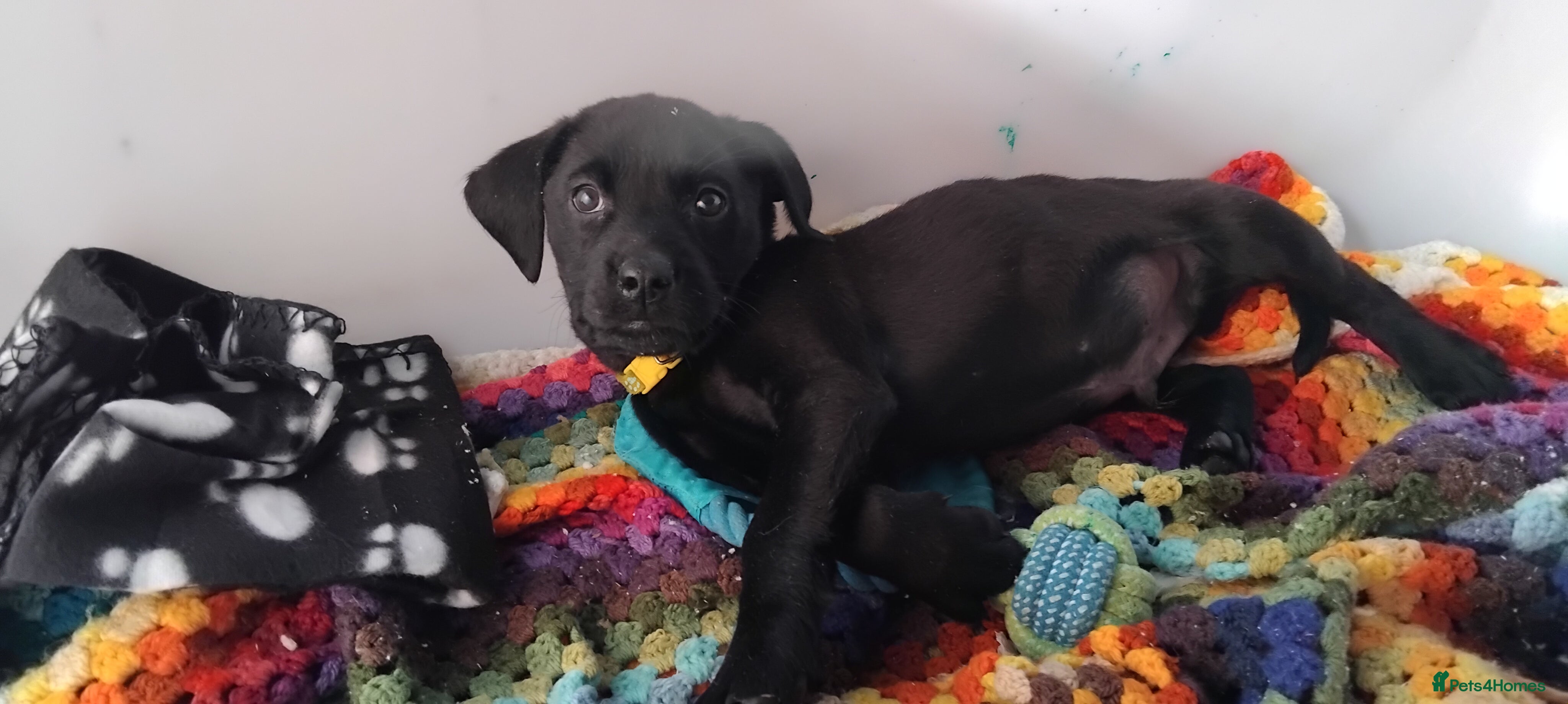 Labrador Retriever dogs Gorgeous Labrador KC Registered Puppy's  - Advert 11