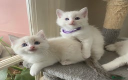 Ragdoll cats for sale: GCCF Seal point and bi colour Ragdoll Kittens - Image 35