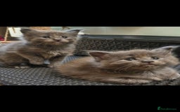 Maine Coon cats for sale: Adorable maincoon kittens 😸 looking for new home  - Image 3