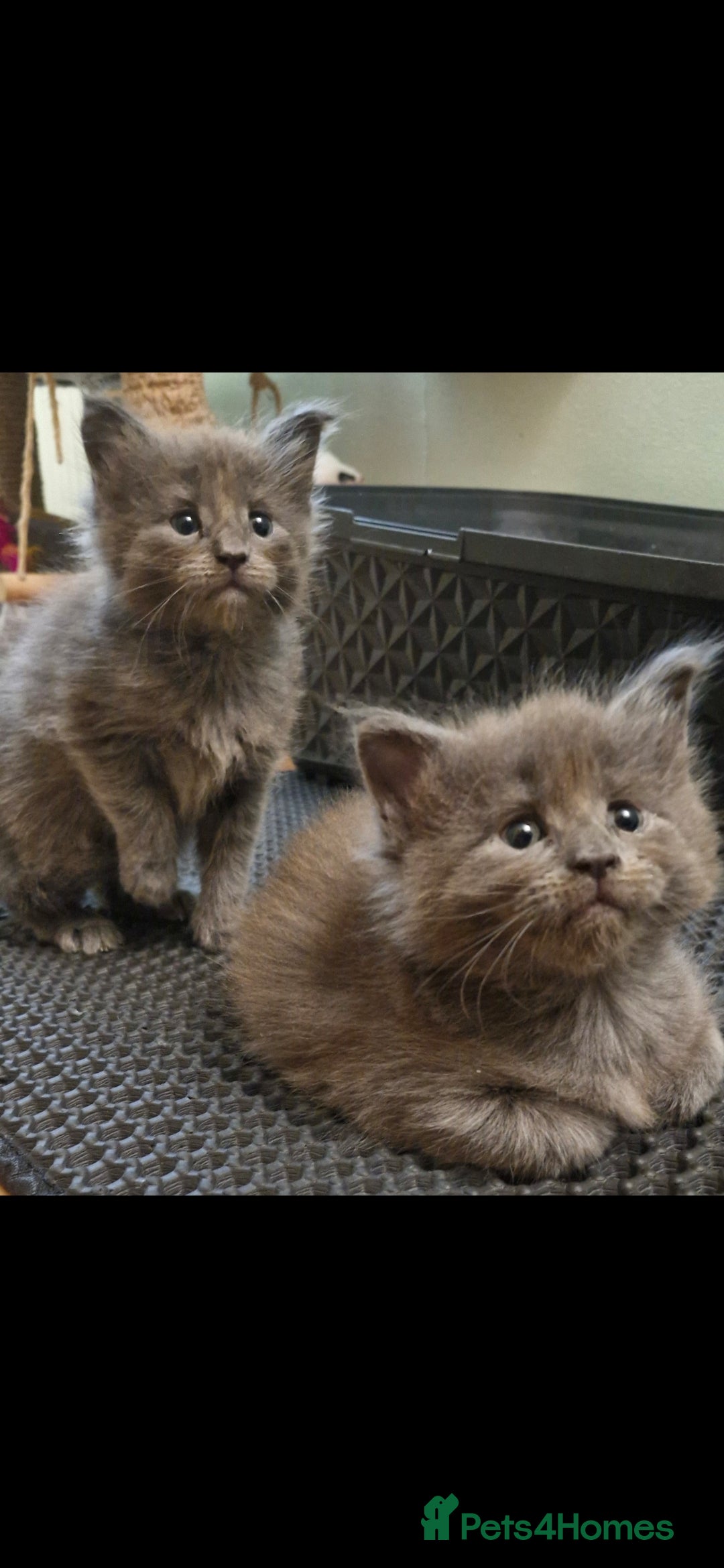 Maine Coon cats for sale: Adorable maincoon kittens 😸 looking for new home  - Image 3
