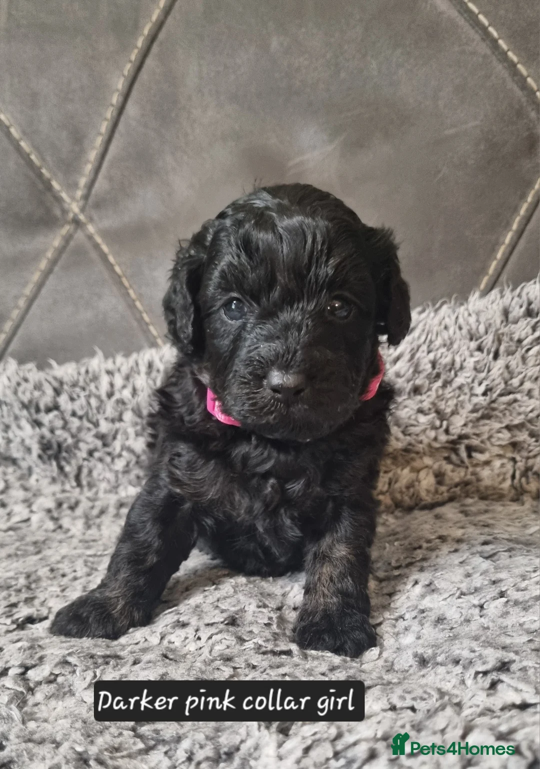 Cavapoo dogs for sale: Cavapoo f1b puppies  - Advert 7
