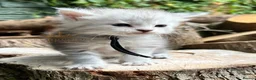 Maine Coon cats for sale: TICA registred Maine coon kittens. Rare colours  - Advert 26