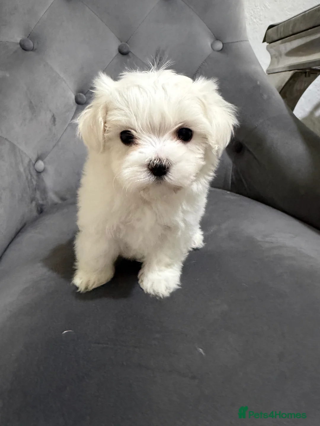 Maltese dogs for sale: Puppies for sale beautiful Maltase  - Advert 2