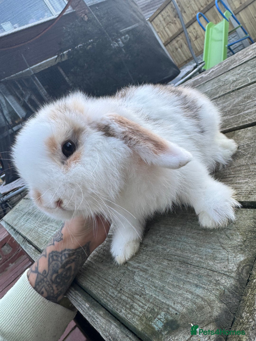 Mini Lop rabbits for sale: Mini lop boy  - Image 6
