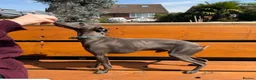 Italian Greyhound dogs for sale: Italian Greyhound Puppies in Gloucester - Advert 3