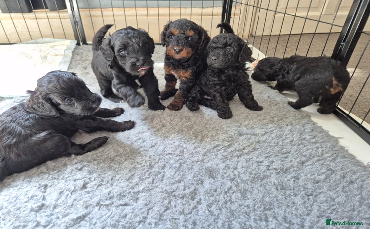 Cockapoo dogs - Advert 5