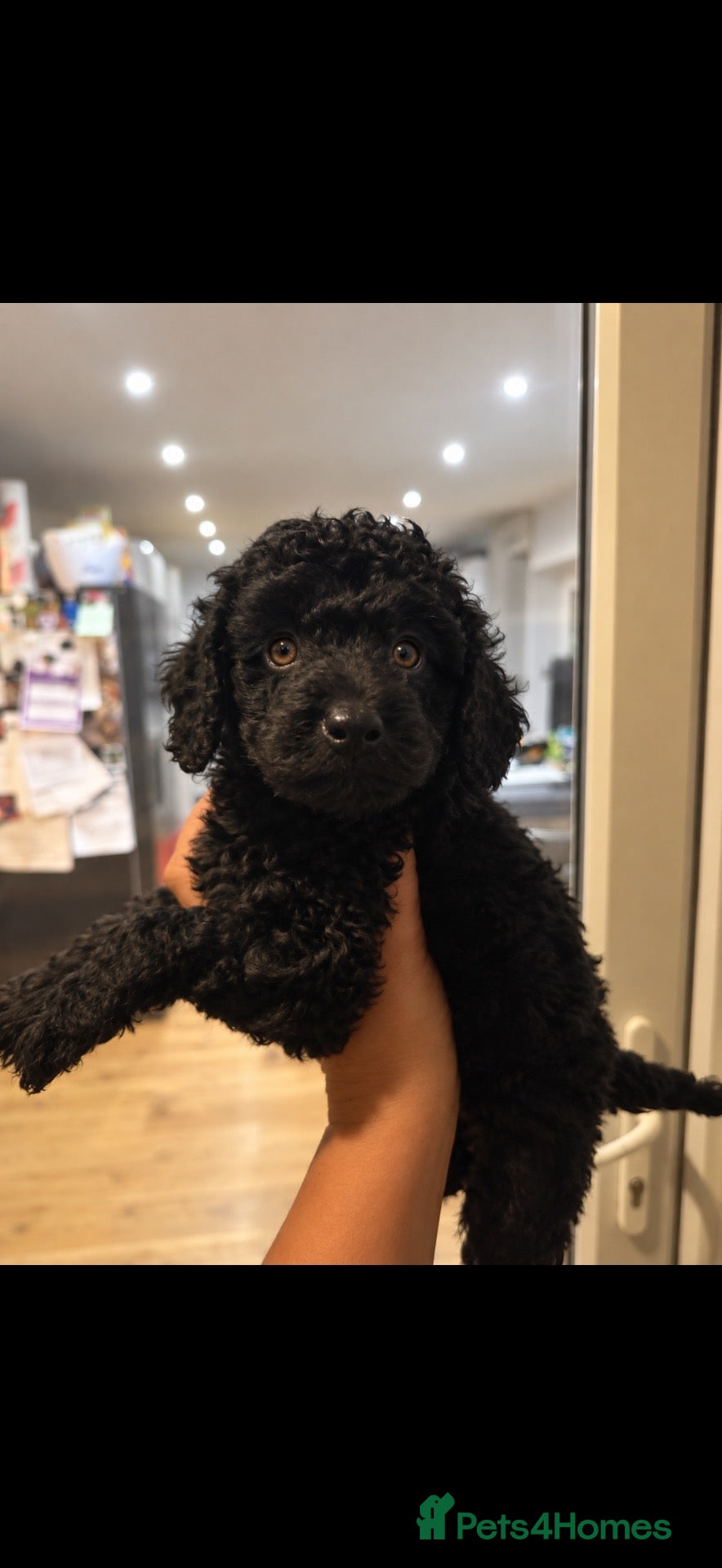 Labradoodle dogs Our Therapy Dog has had a gorgeous litter - Advert 1