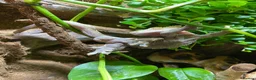 Gecko reptiles for sale: Crested gecko male in Grangemouth - Advert 4