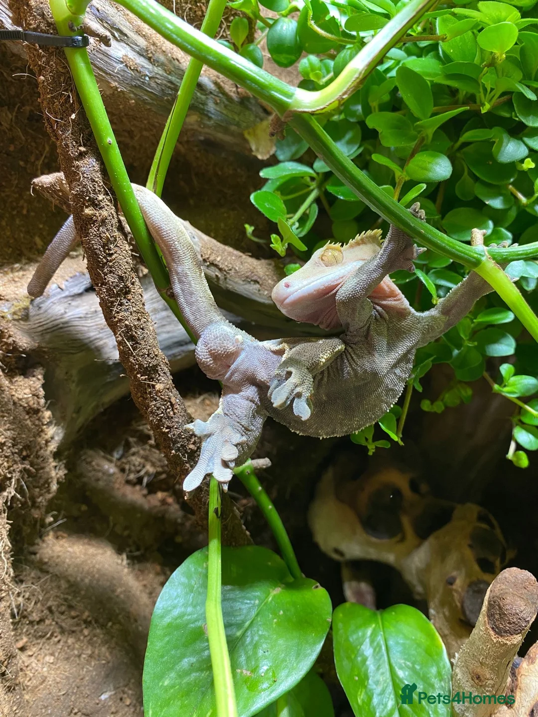 Gecko reptiles for sale: Crested gecko male in Grangemouth - Advert 4