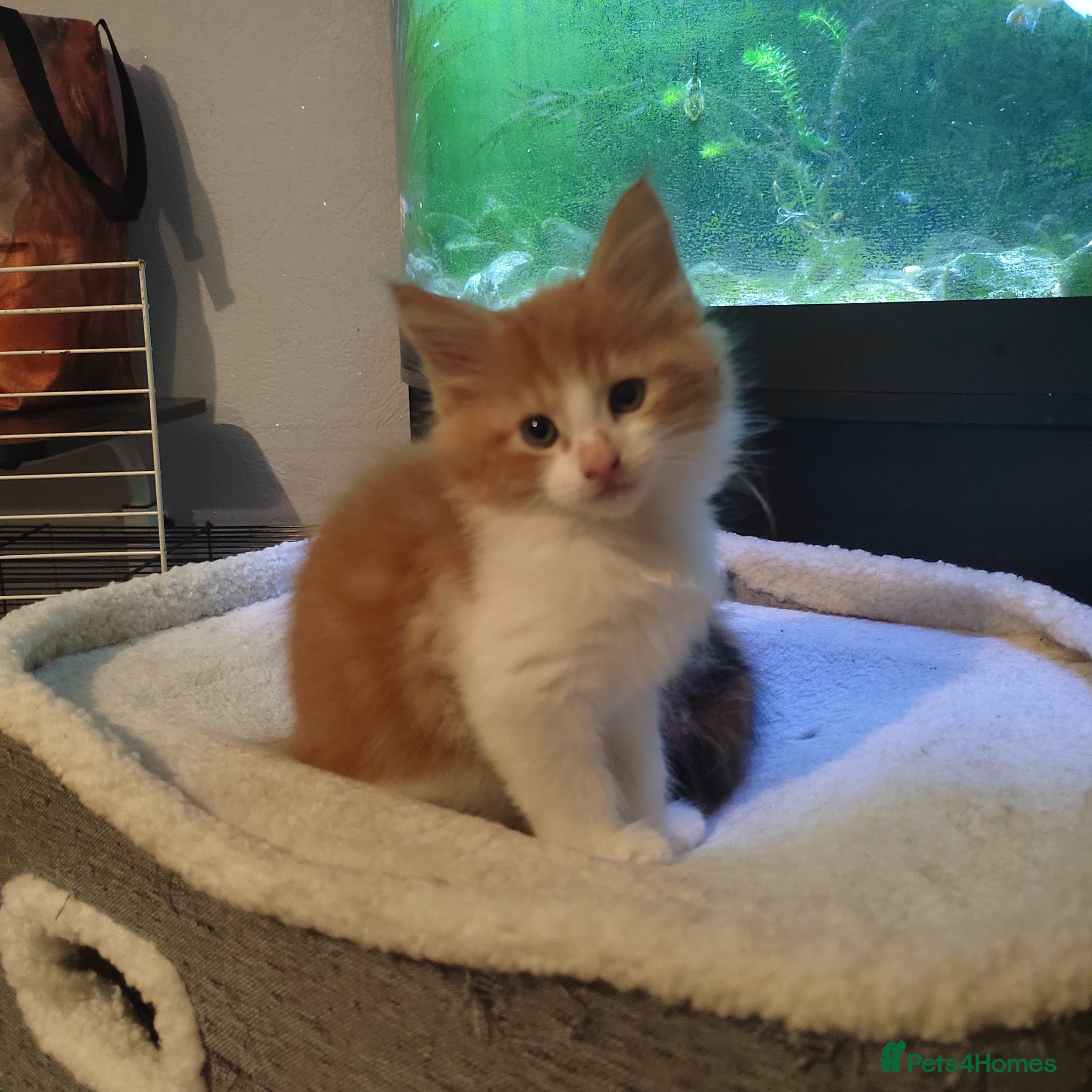 Maine Coon cats 3/4 Maine coon kittens  - Advert 18