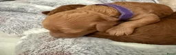 Cavapoo dogs for sale: Beautiful F1b Cavapoo Puppies ❤️ - Advert 4