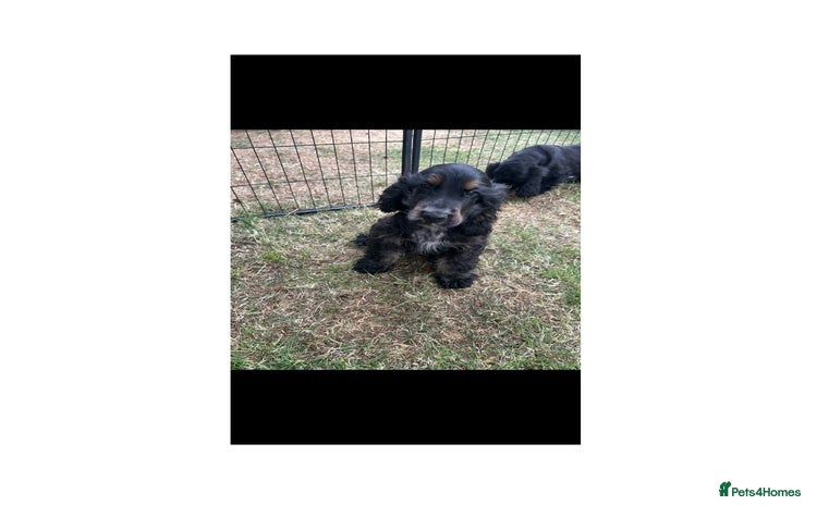 Cocker Spaniel dogs - Advert 2