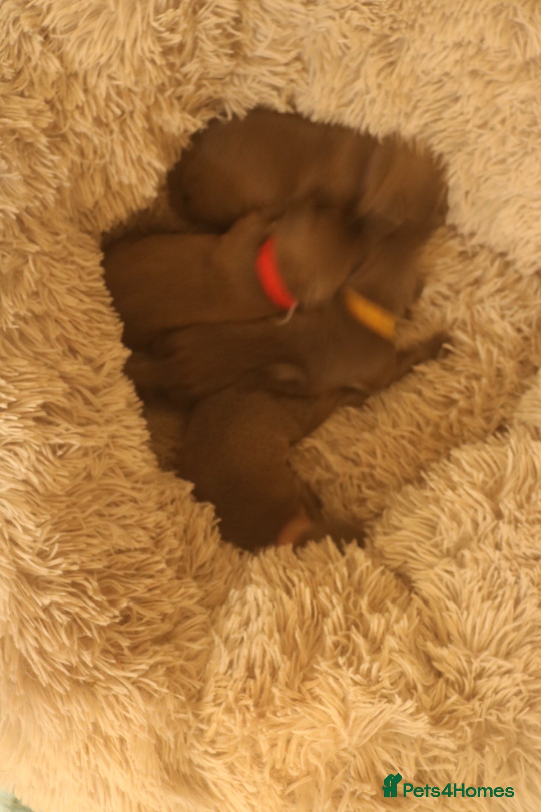 Staffordshire Bull Terrier dogs for sale: pure blue Staffordshire bull terriers - Image 18