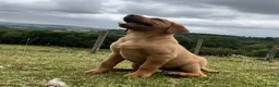 Labrador Retriever dogs for sale: Gorgeous fox red Labrador female puppies - Advert 1