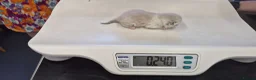Mixed Breed cats for sale: Rare opportunity to have loving bottle fed Kittens in Melton Constable - Advert 7