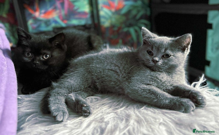 British Shorthair cats - Advert 3