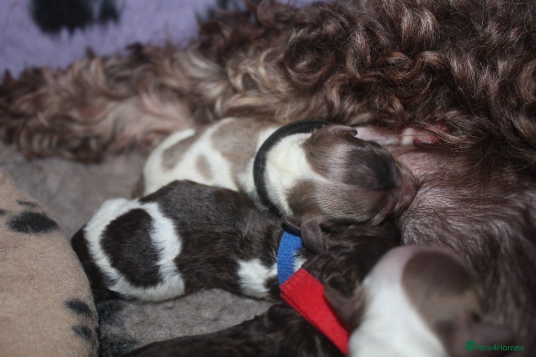 Cockapoo dogs for sale: Waiting list health tested American cockerpoos - Image 19