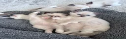 Ragdoll cats for sale: Purebred Ragdoll kittens 🤍 READY TO LEAVE NOW! - Advert 3