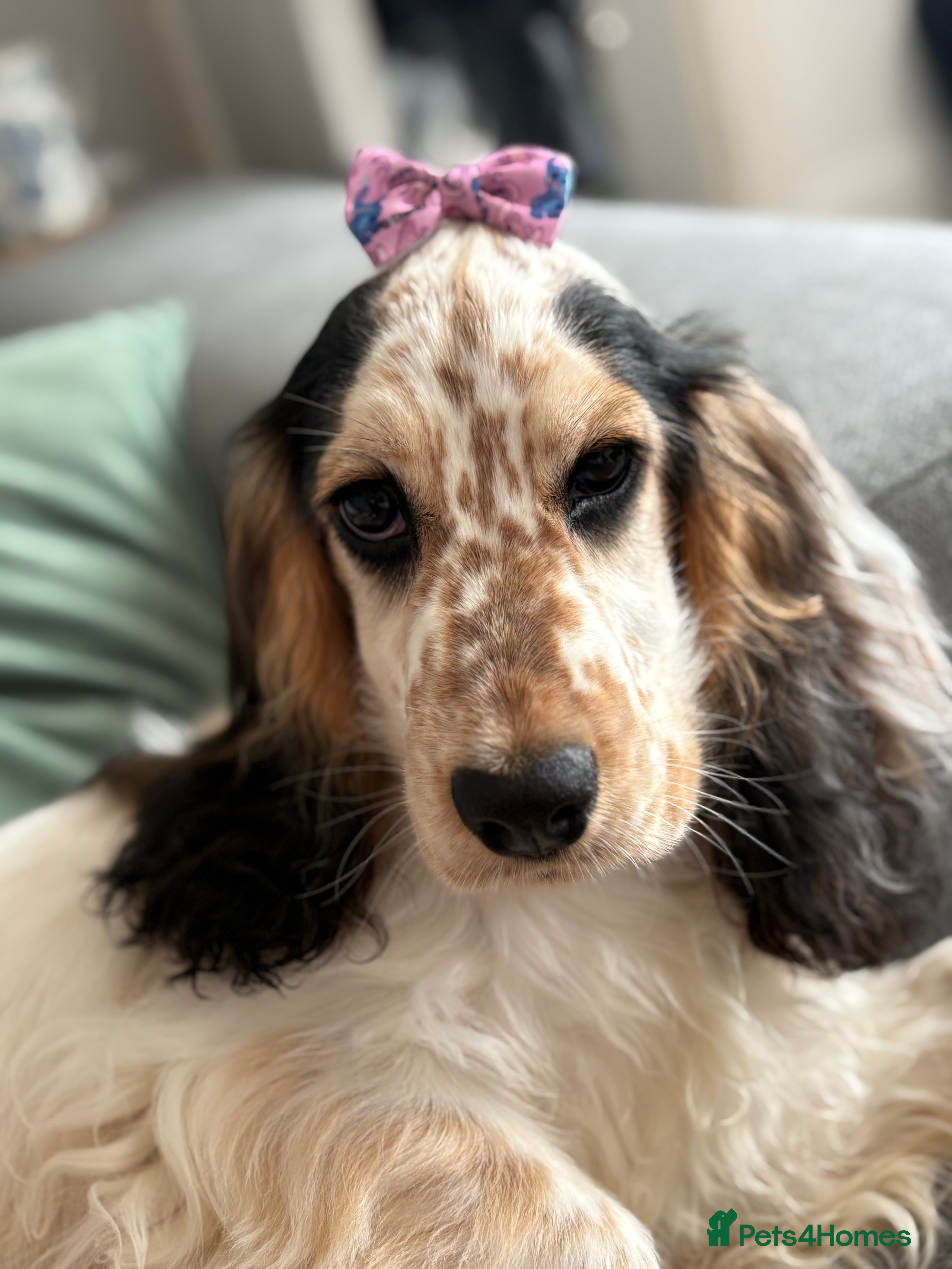 Cocker Spaniel dogs Girl Cocker Spaniel looking for a forever home - Advert 1