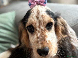 Cocker Spaniel dogs Girl Cocker Spaniel looking for a forever home - Advert 2