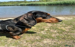 Miniature Dachshund dogs for sale: Miniature dachshund puppies - Advert 1