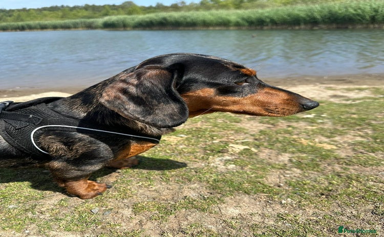 Miniature Dachshund dogs Miniature dachshund puppies - Advert 1