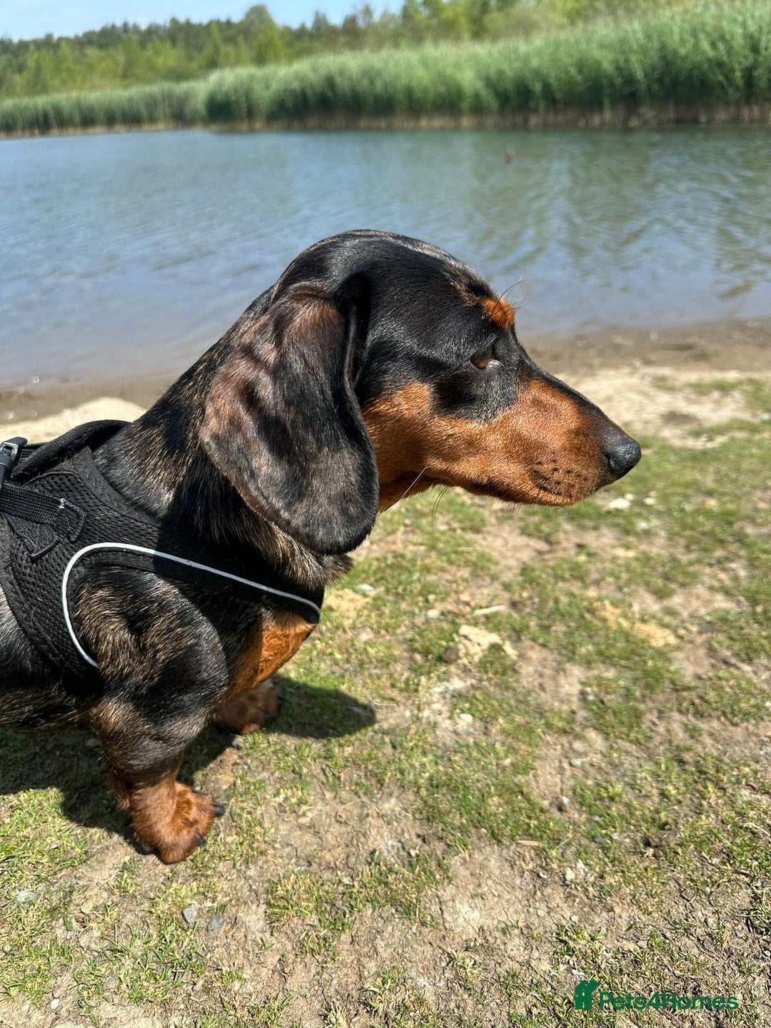 Miniature Dachshund dogs for sale: Miniature dachshund puppies - Advert 1