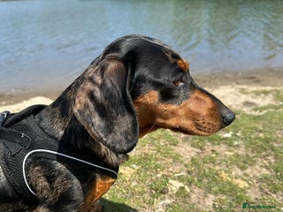 Miniature Dachshund dogs Miniature dachshund puppies - Advert 2