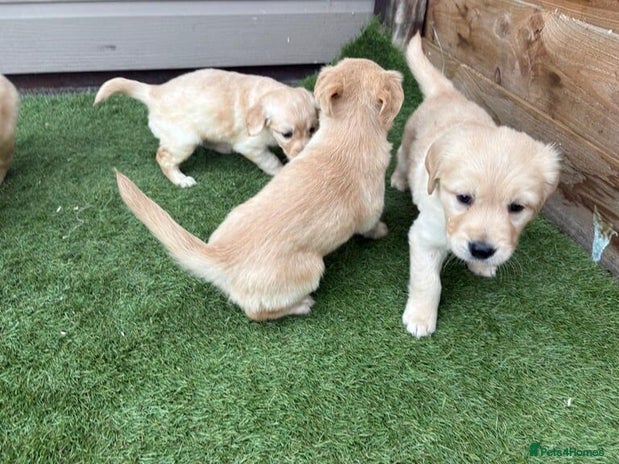 Golden Retriever dogs Playful Golden Retriever pups - Advert 1