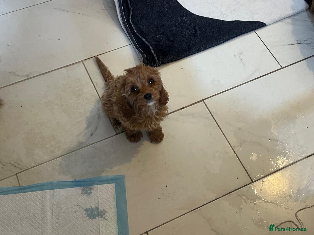 Cavapoo dogs for sale: Cavapoo  - Image 2