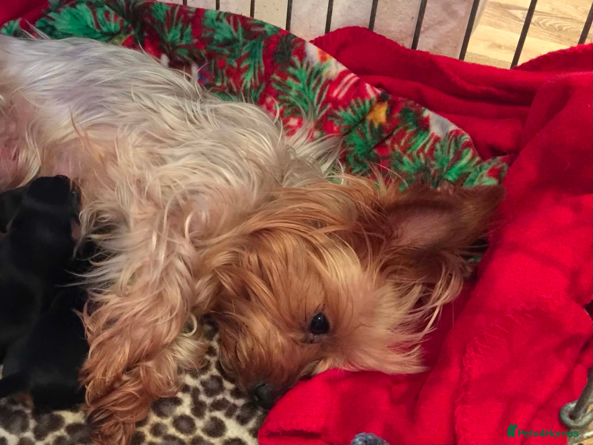 Yorkshire Terrier dogs Pure Breed Yorkshire Terrier Pup - Advert 4