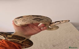 Boa Snake reptiles for sale: 2022 Male Paraglow Boa – 100% het Anery - Image 2