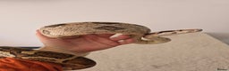 Boa Snake reptiles for sale: 2022 Male Paraglow Boa – 100% het Anery - Advert 2
