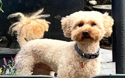 Cavapoochon dogs for sale: Cavapoochon Puppies ready from 20th December 2025  - Advert 27