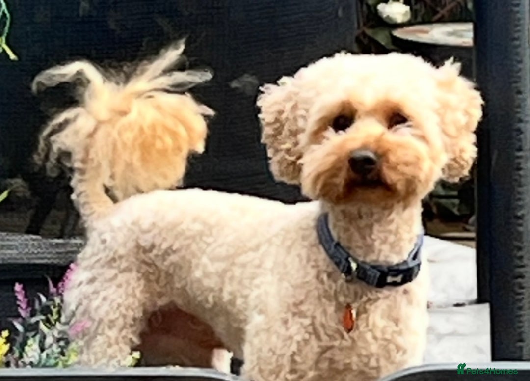 Cavapoochon dogs for sale: Cavapoochon Puppies ready from 20th December 2025  - Advert 27