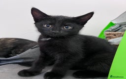 Domestic Shorthair cats for sale: 3 sweet kittens - Image 2