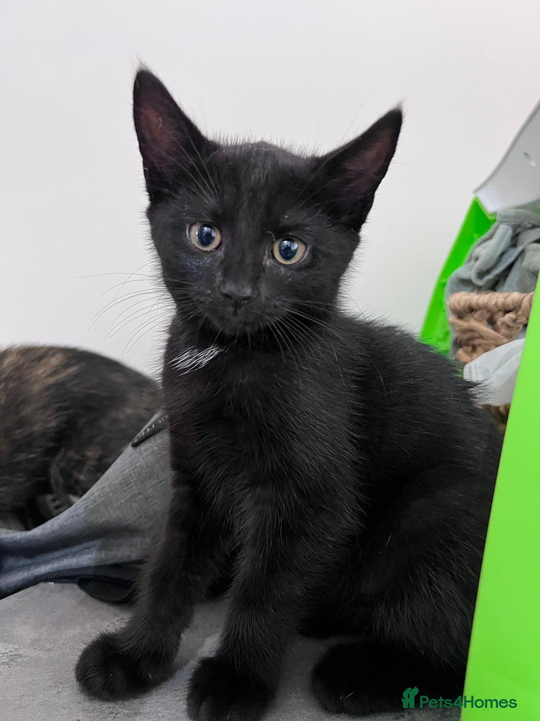 Domestic Shorthair cats for sale: 3 sweet kittens - Image 2