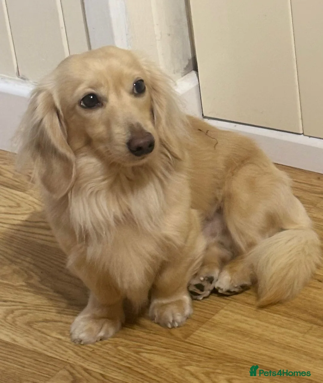 Miniature Dachshund dogs for sale: MINIATURE DACHSHUND PUPPIES - Advert 8