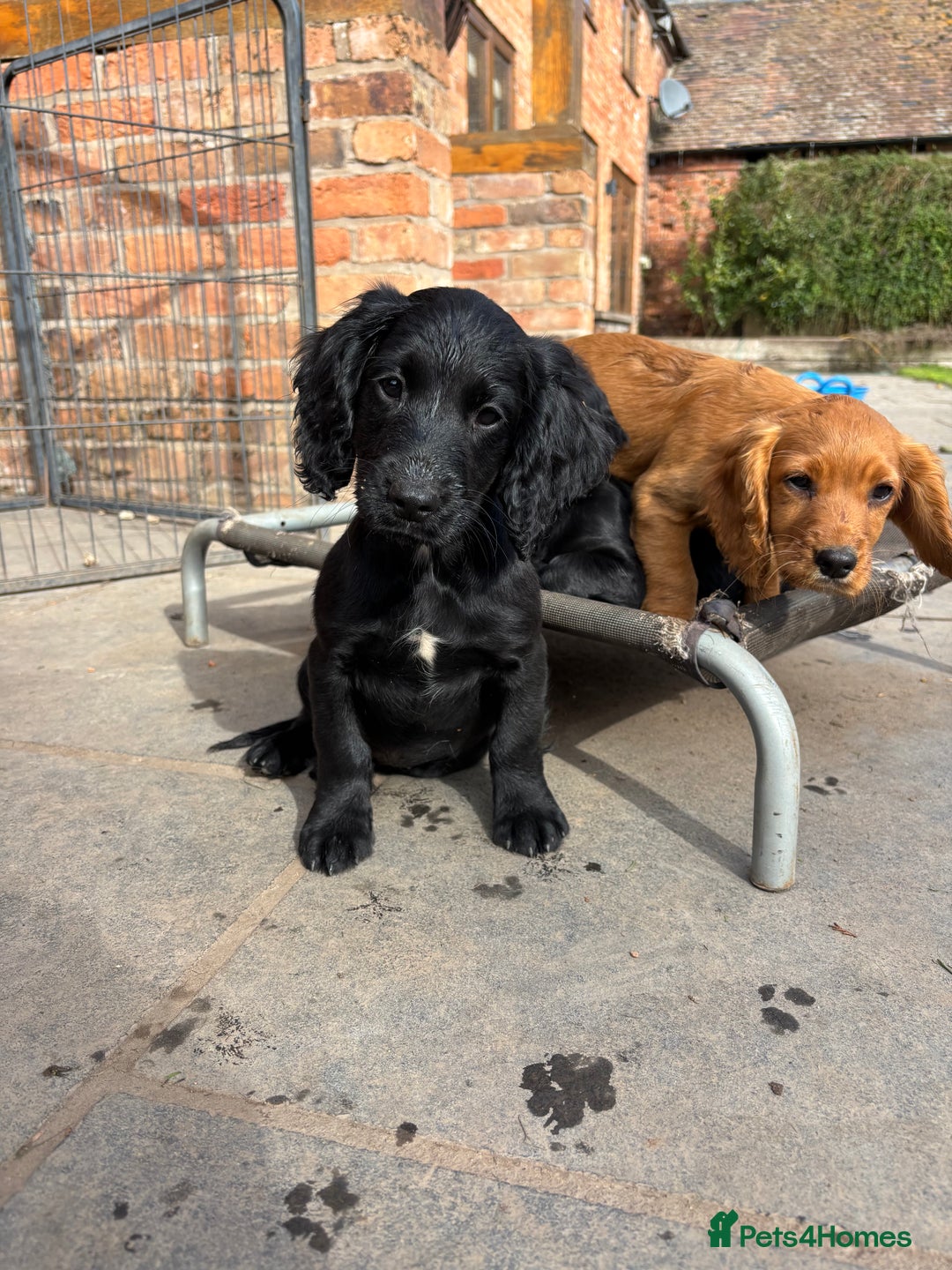 Cocker Spaniel dogs for sale: Beautiful Cocker Spaniel Puppies 🖤🧡 - Image 5