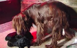 Cockapoo dogs for sale: Cockerpoo - Advert 1