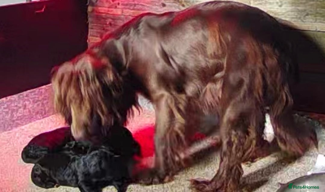 Cockapoo dogs for sale: Cockerpoo - Advert 1