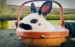 English Spot rabbits for sale: English Spot Rabbits - Advert 10