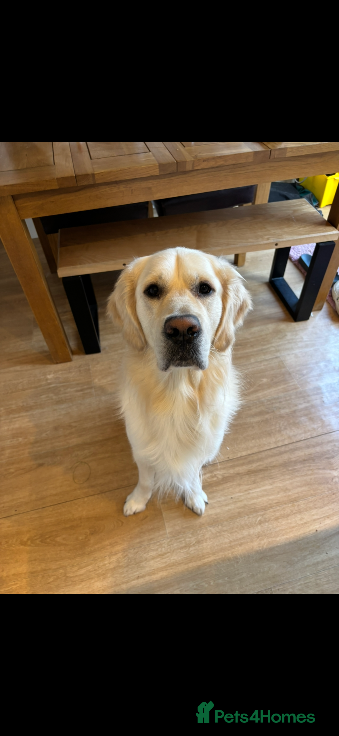 Golden Retriever dogs For stud - Advert 1