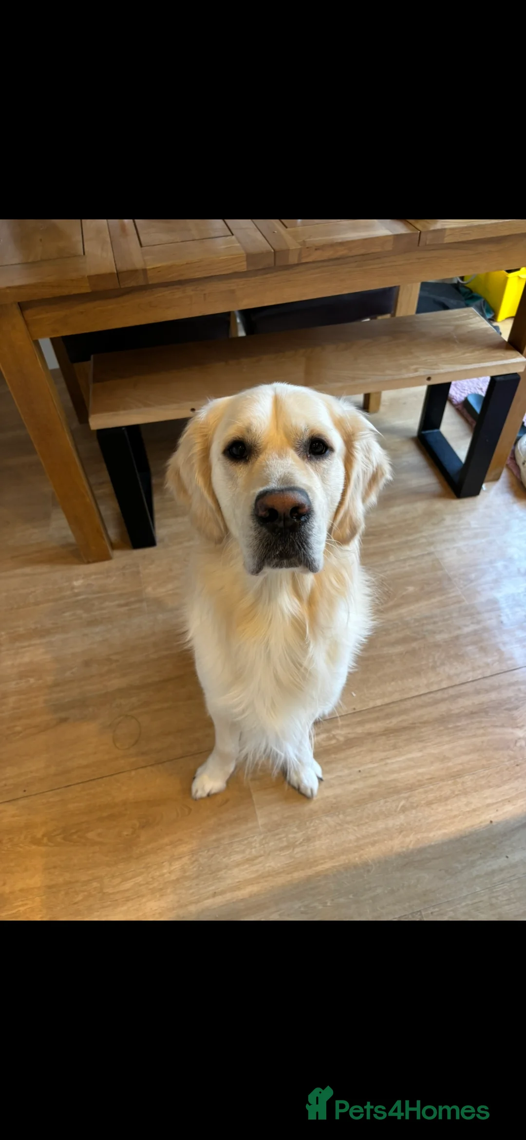 Golden Retriever dogs for stud: For stud - Advert 1