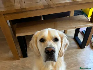 Golden Retriever dogs For stud - Advert 4