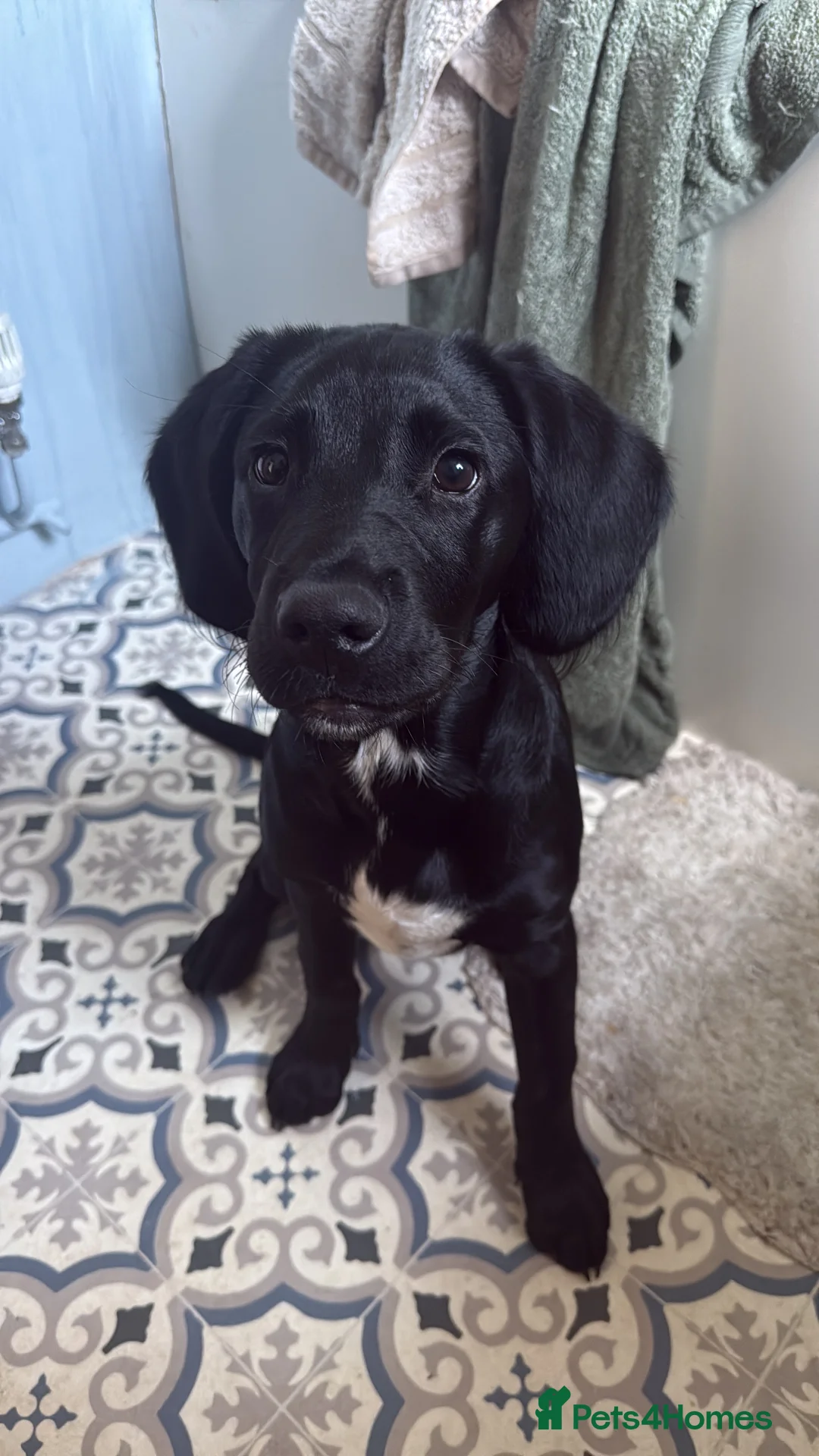 Springador dogs for sale: Male springador puppy - Advert 8