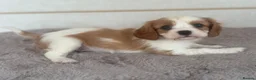 Cavalier King Charles Spaniel dogs for sale: Gorgeous Cavalier King Charles Puppies! - Advert 23